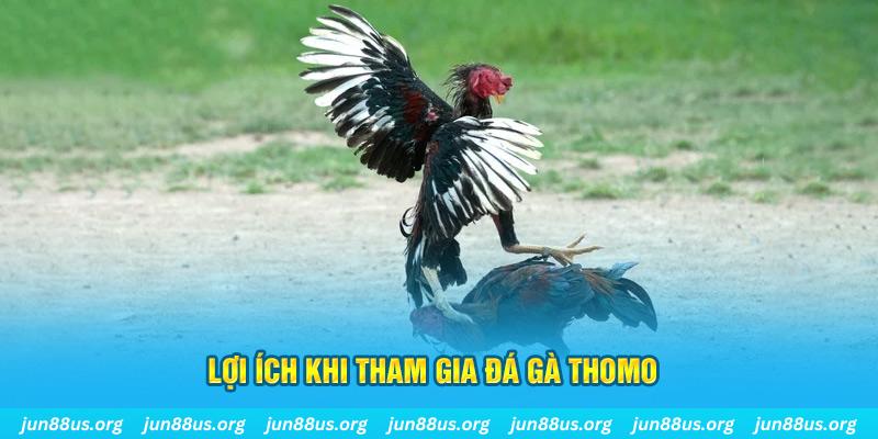 Lợi ích khi bắt đầu quá trình tham gia trải nghiệm đá gà Thomo
