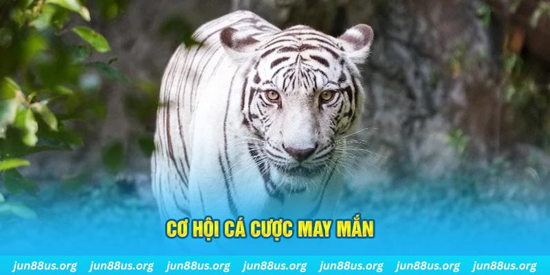Cơ hội cá cược may mắn 