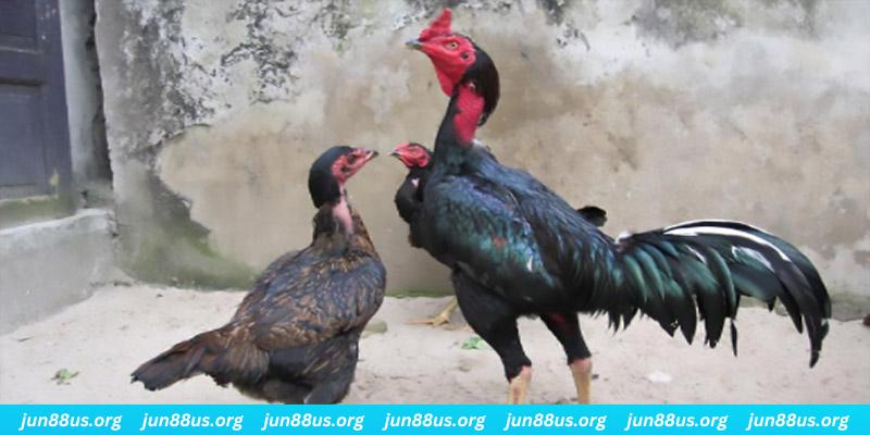 Gà Đá Và Gà Thịt - Tìm Hiểu Điểm Khác, Hướng Dẫn Cách Phân Biệt Nhanh 3 Điểm khác biệt về ngoại hình giữa gà đá và gà thịt