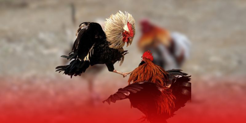 Ứng dụng giải mã bảng kèo đá gà theo thuật ngữ chuyên sâu