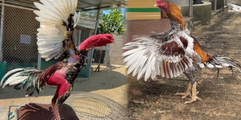 Cách Nuôi Gà Chơi C1 – Bí Quyết Nâng Cấp Chiến Kê Cùng Jun88 4 Nhận biết dòng gà đạt tiêu chuẩn thi đấu C1