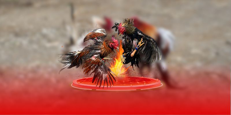 Cách Vần Gà To Tại Jun88 Giúp Gà Sung Sức Và Nặng Ký