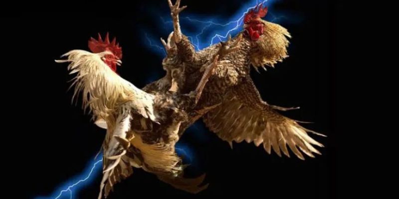 Kinh nghiệm phân tích phong độ chiến kê qua dữ liệu lịch sử