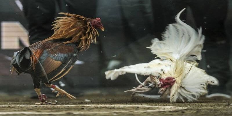 Đá Gà Trực Tiếp Thomo 24/7 – Xem Ngay Trận Đấu Tại Jun88