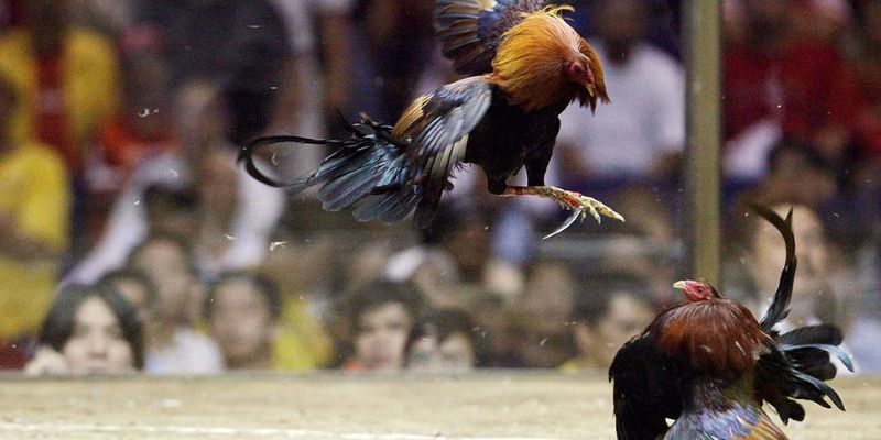 Lịch phát sóng đá gà 247 hôm nay