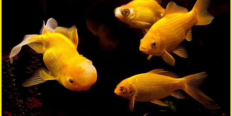 Mơ Thấy Cá Đánh Con Gì – Jun88 Giải Mã Chuẩn 100% 2025 5 Chiêm bao thấy bắt được cá bằng tay – Tự lực thành công, đánh 47 hoặc 78