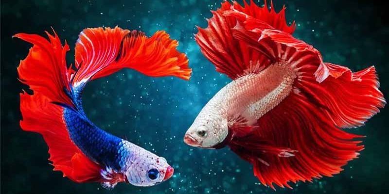 Mơ Thấy Cá Đánh Con Gì – Jun88 Giải Mã Chuẩn 100% 2025 6 Mơ thấy cá chết nổi đầy đánh 14 hoặc 41