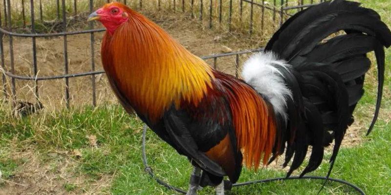 Mơ Thấy Gà Trống Báo Hiệu Cơ Hội, Vận May Và Bí Ẩn Sắp Tới 5 Gà trống gáy trên mái nhà, biểu tượng cho cơ hội và sự tỉnh táo.