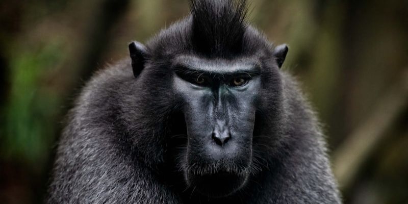 Mơ Thấy Khỉ Hé Lộ Bí Ẩn Giấc Mơ Và Dự Đoán May Mắn